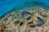 Flying Gurnard. Cayman Islands