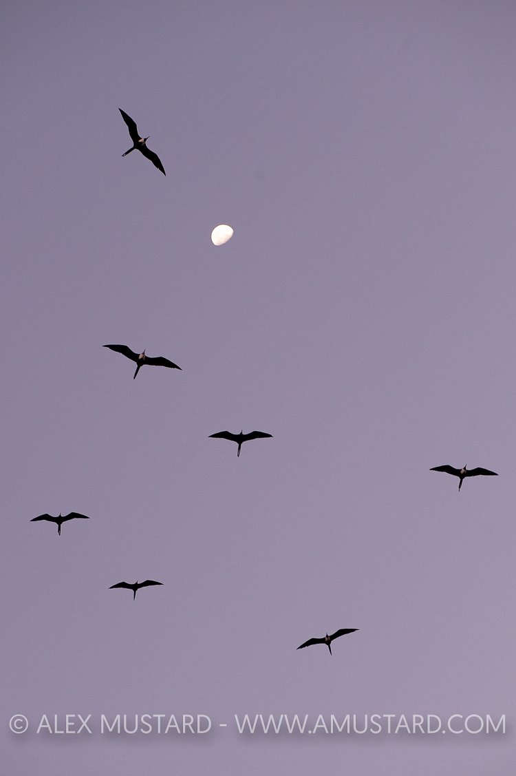 Frigate birds and moon. Cayman Islands.