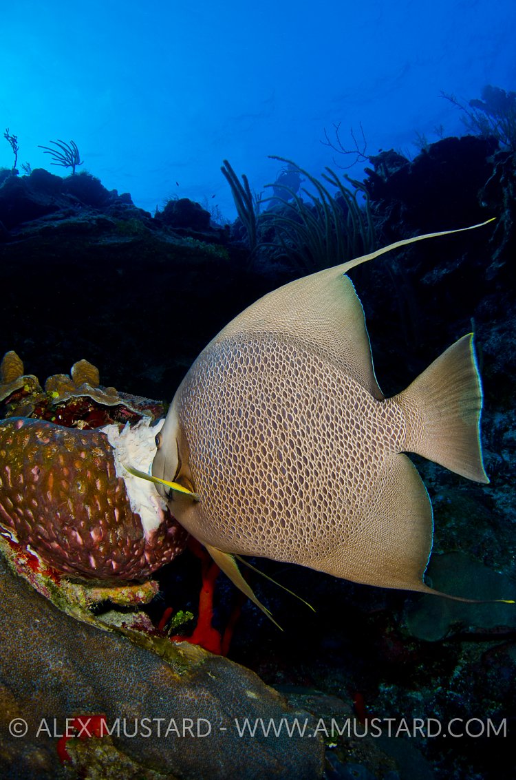 Grey Angelfish Eats Sponge. Cayman Islands.