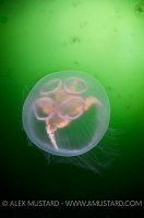 Moon Jellyfish, Loch Long, Scotland, UK.