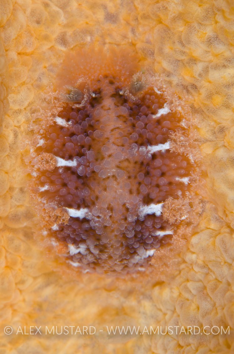 Nudibranch Feeds On Soft Coral. Scotland, UK.