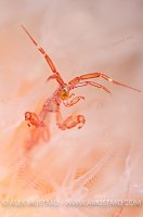 Skeleton Shrimp Portrait. Shetland Islands, UK.