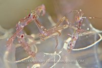 Skeleton Shrimp Pair. Shetland Islands, UK.