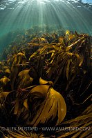 Kelp Forest. UK