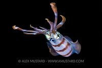 Reef Squid. Philippines.