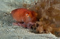 Southern Sand Octopus Digging. Australia.