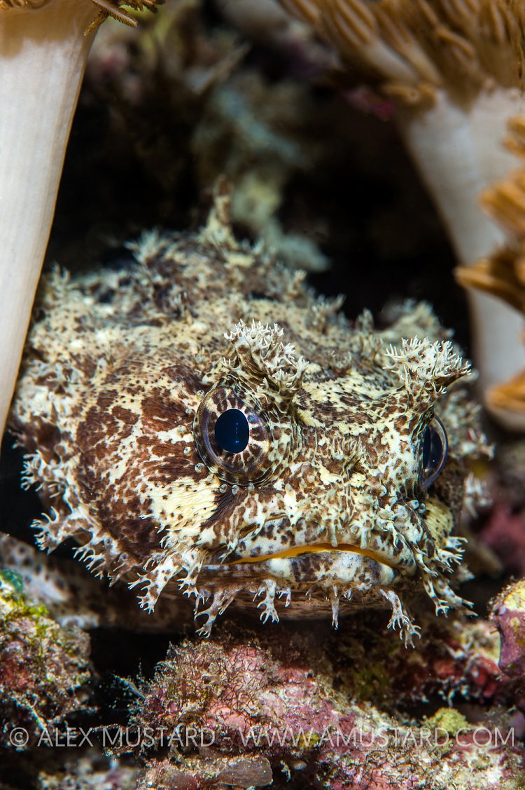 Portrait Of Toadfish. Indonesia