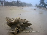 Hurricane Coral Damage. Cayman Islands