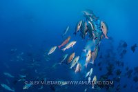 Spawning Snappers. Palau