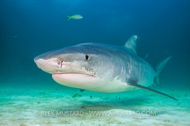 Tiger Shark Up Close. Bahamas
