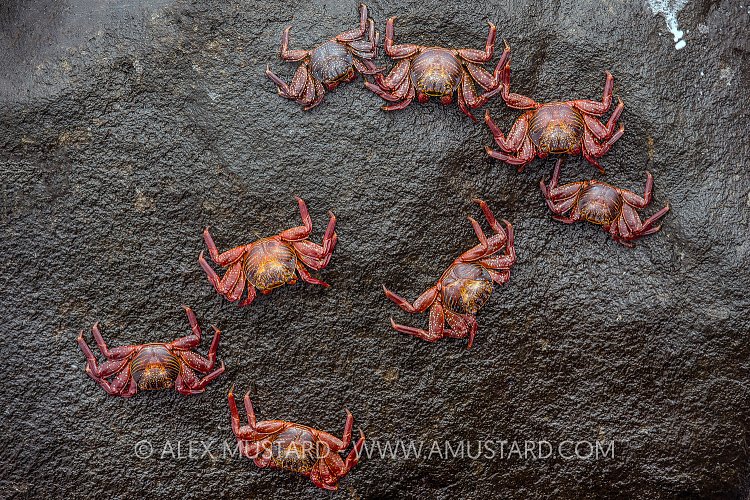 Crab Formation. Galapagos
