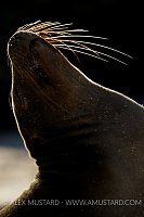 Backlit Whiskers. Galapagos