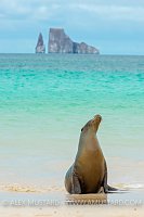 Sealion Stretch. Galapagos