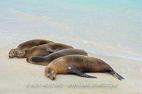Sea Lions Sleeping. Galapagos