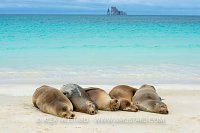 Sleeping Sea Lions. Galapagos