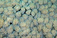Bubble Coral Pattern. Indonesia