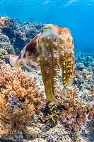 Cuttlefish On Reef. Indonesia