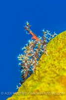Neck Crab On Sponge. Cayman Islands