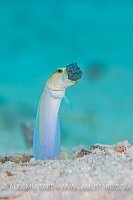 Jawfish Parental Care. Cayman Islands