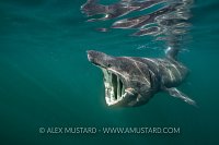 A basking shark (Ceterhinus maximus) feeding at the surface on plankton. Photographed in June. Cairns Of Coll, Isle of Coll, Inner Hebrides, Scotland. United Kingdom. British Isles. North East Atlantic Ocean.