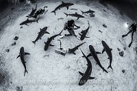 Shark Feed. Bahamas