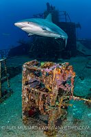 Wreck Shark. Bahamas