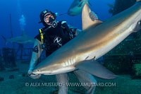 Shark Embrace. Bahamas