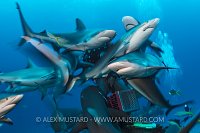 Shark Feed. Bahamas