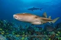 Nurse Shark Over Reef. Bahamas