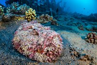 Stonefish On Wreck. Egypt