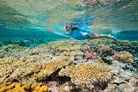 Snorkelling Over Corals. Egypt