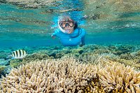 Snorkelling Over Corals. Egypt