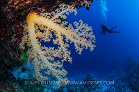 Soft Coral & Diver. Egypt