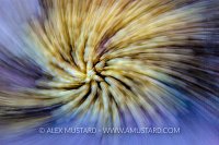 Coral Reef Swirl. Egypt