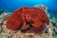Reef Octopus Portrait. Egypt