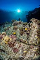 Stacks of italian tiles from the Chrisoula K wreck (also known as the tile wreck), encrusted with corals. Abu Nuhas, Egypt. Strait of Gubal, Gulf of Suez, Red Sea.