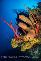 Colourful Sponges. Cayman Islands