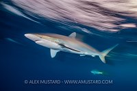 Silky Shark Blur. Cuba