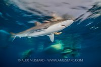 Silky Shark Blur. Cuba