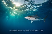 Silky Shark With Sunburst. Cuba