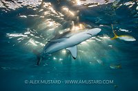 Silky Shark In Sunburst. Cuba