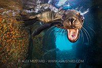 Sea Lion Portrait. Mexico