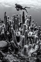 Black and White Pillar Coral. Cayman Islands