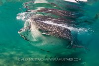 Whale Shark In Shallows. Mexico