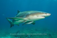Lemon shark with remoras. Bahamas