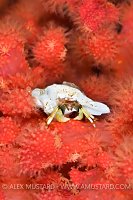 Hermit Crab On Soft Coral. Canada