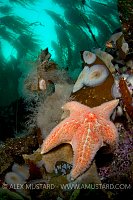Leather Star Beneath Kelp. Canada