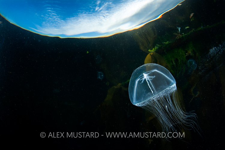 Cross Jellyfish Below Surface. Canada