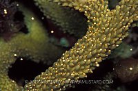 Staghorn Coral Spawning. Cayman Islands