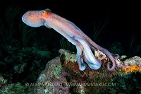 Hunting Octopus. Cayman Islands.